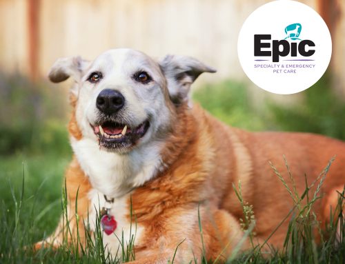 Pet Safety Alert · Rat Poison: Protecting Your Dog During Florida’s Rainy Season