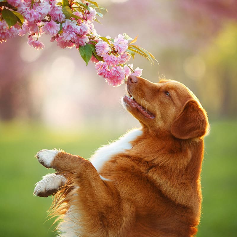 A brown and white dog stands on its hind legs, sniffing pink cherry blossoms on a tree branch, safe and healthy thanks to a recent visit to the vet, with a blurred, sunlit background of green grass and more flowers.