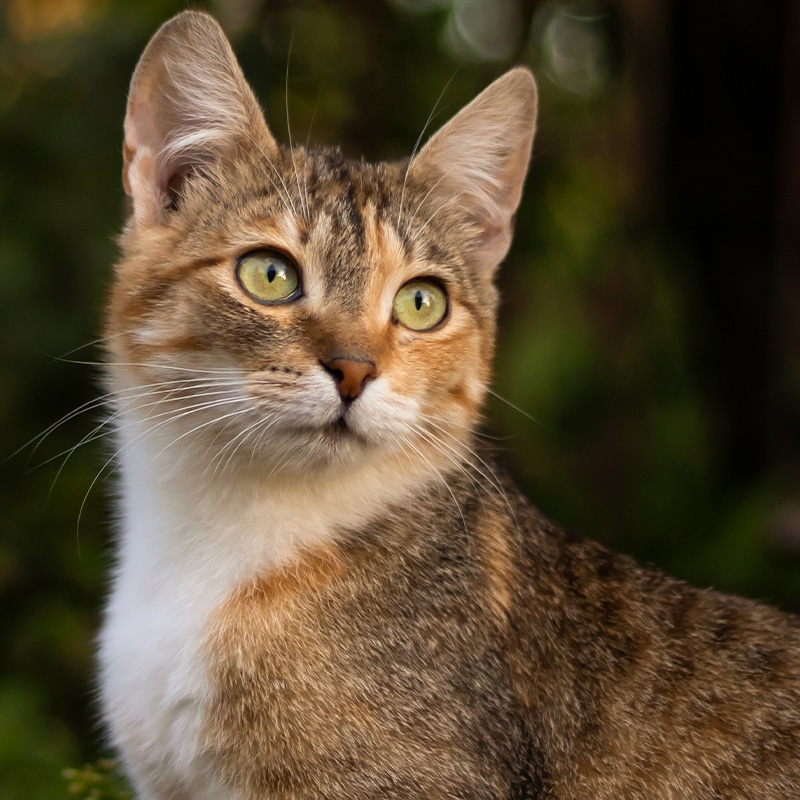 Rylie, veterinary team member at Epic Specialty & Emergency Pet Care