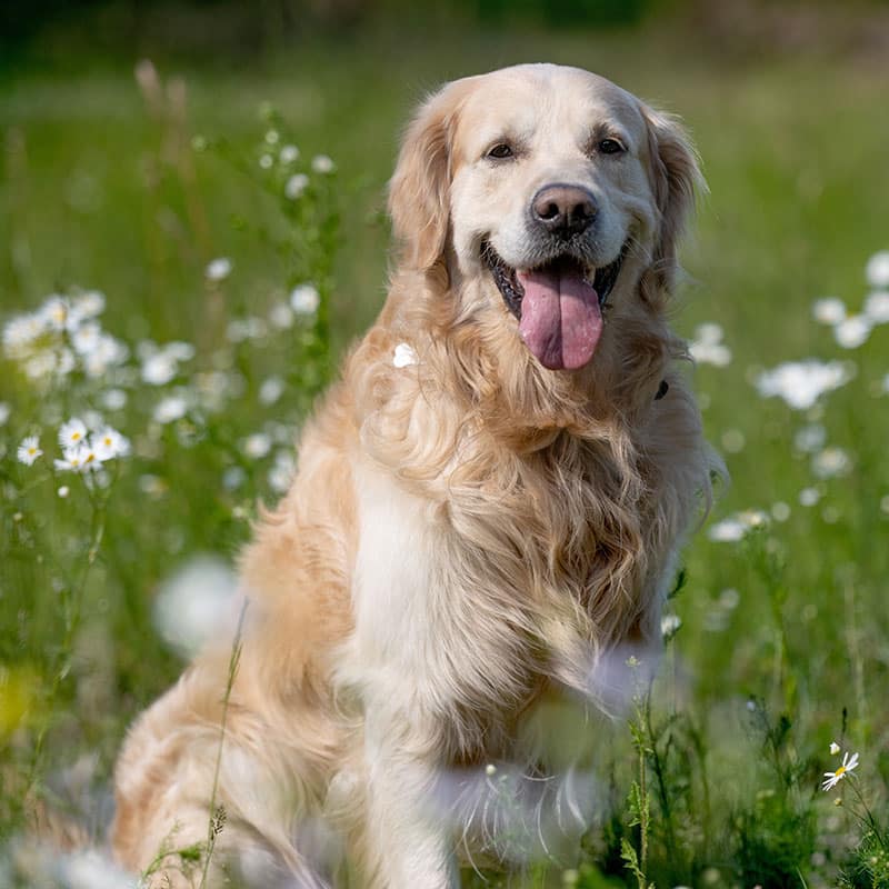A happy Golden Retriever sits in a field of green grass and white wildflowers, panting with its tongue out and looking at the camera.