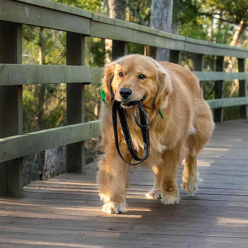 A golden retriever walks on a wooden path in a park, carrying its own black leash in its mouth. Trees and greenery are visible in the background.