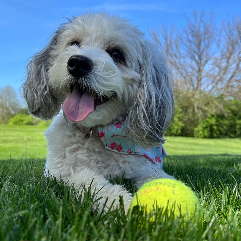 A small, fluffy white dog with gray ears and a floral bandana lies on green grass with its tongue out, next to a yellow tennis ball, on a bright, sunny day. Trees and blue sky are visible in the background.