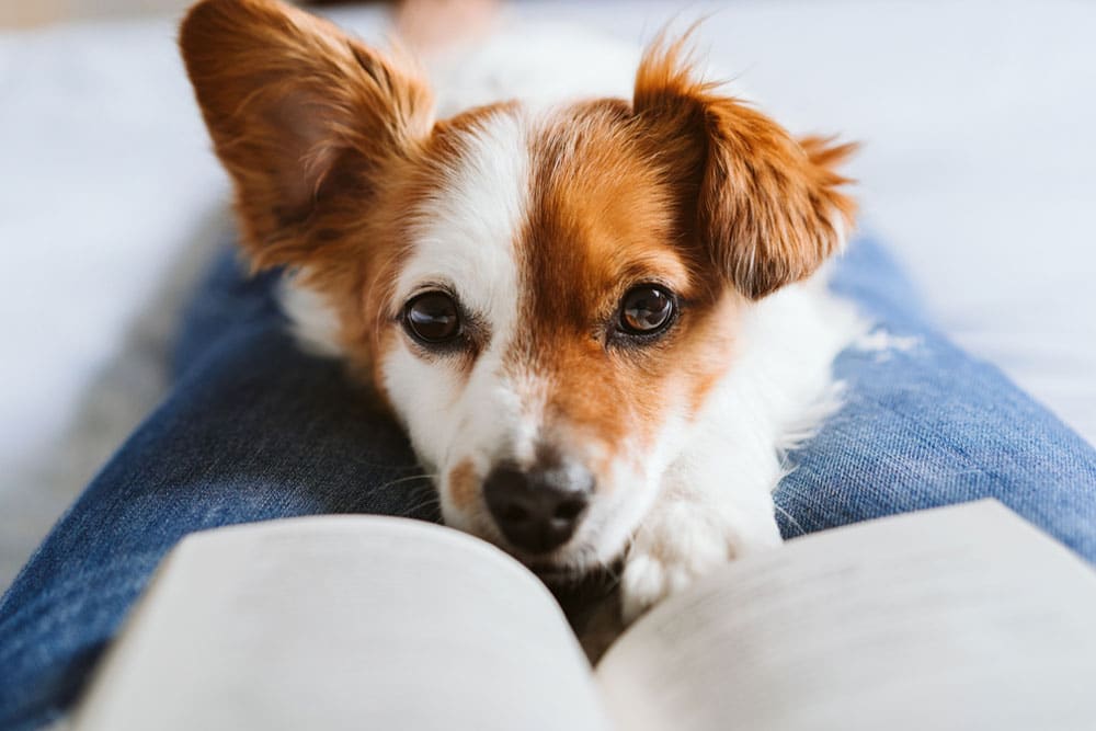 A small brown and white dog rests its head on a person's legs, looking up while the person reads a book. The person is wearing blue jeans, and the focus is on the dog's face and the open book.