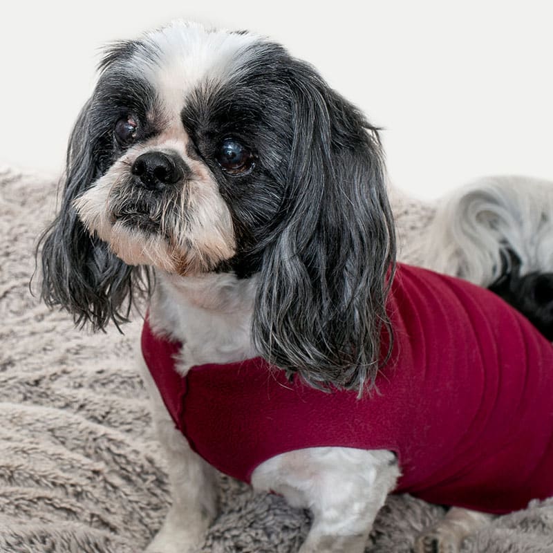 A small black and white dog with long ears sits on a fluffy gray rug, wearing a red sweater and looking slightly to the side, as if waiting for its veterinarian after a visit to the Pet ER.
