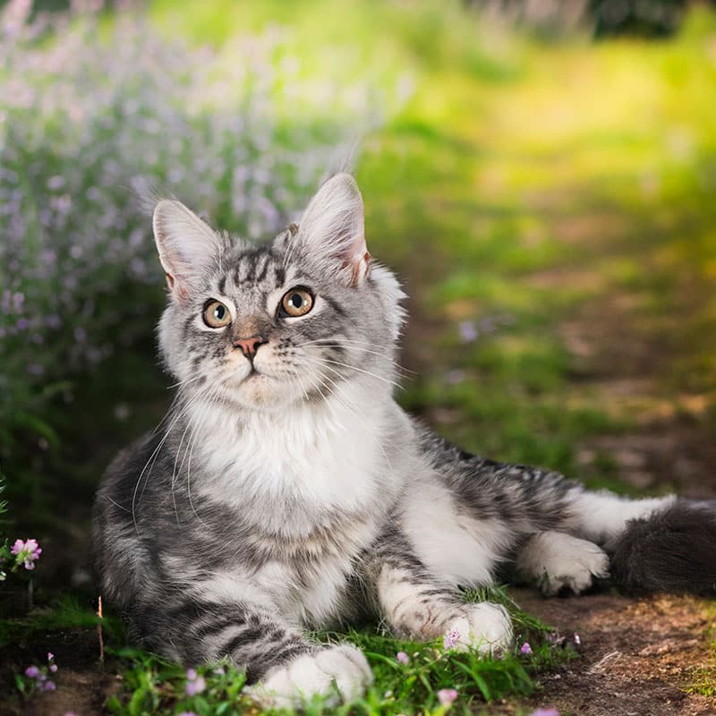 A fluffy gray and white cat with long fur lies on green grass beside a dirt path, surrounded by small purple flowers and soft sunlight.
