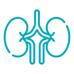 A simple blue line drawing of two kidneys and connecting urinary structures on a light gray background, ideal for illustrating conditions treated by an Emergency Vet or Pet ER.