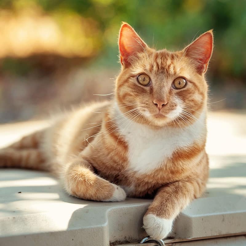 A ginger tabby cat with white markings on its chest and paws is lying down on a light surface outdoors, looking directly at the camera with alert, golden eyes—like it’s ready for a checkup at the vet. The background is softly blurred greenery.