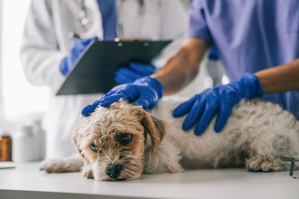 A small dog lies on a veterinary exam table while a vet in blue gloves gently holds it. Another person in a white coat writes on a clipboard in the background.