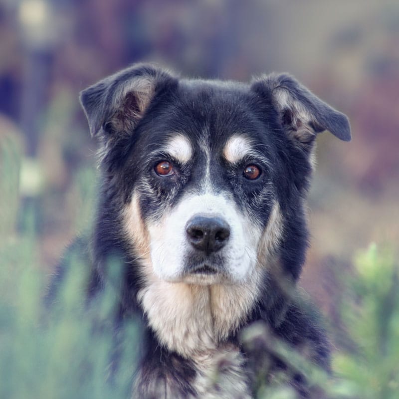 A close-up of an older black and white dog with expressive brown eyes, sitting outdoors among blurred green plants and looking directly at the camera, ready for a check-up with the veterinarian.