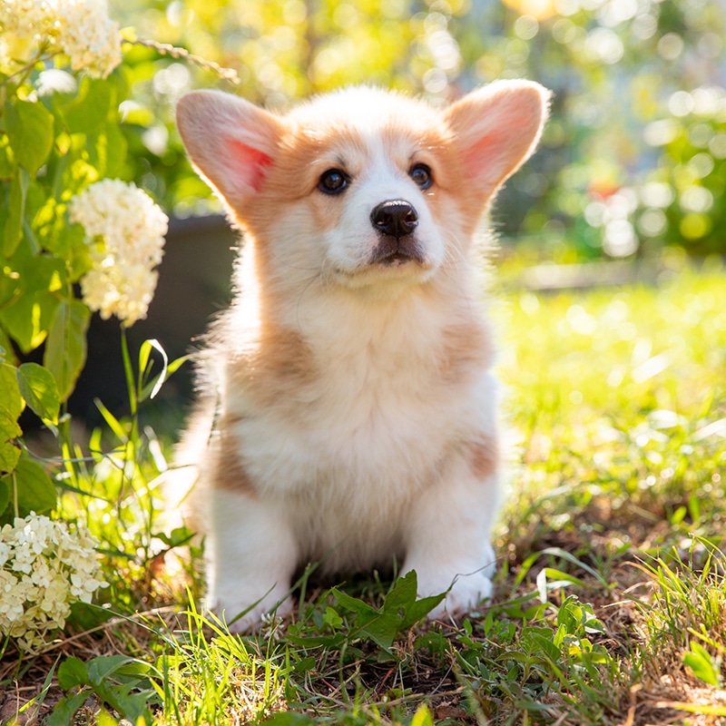 A fluffy tan and white corgi puppy sits on grass in a sunlit garden, with white flowers and green plants around it.
