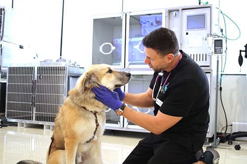 A veterinarian wearing gloves gently examines a large, light brown dog in a modern veterinary clinic with medical equipment in the background.