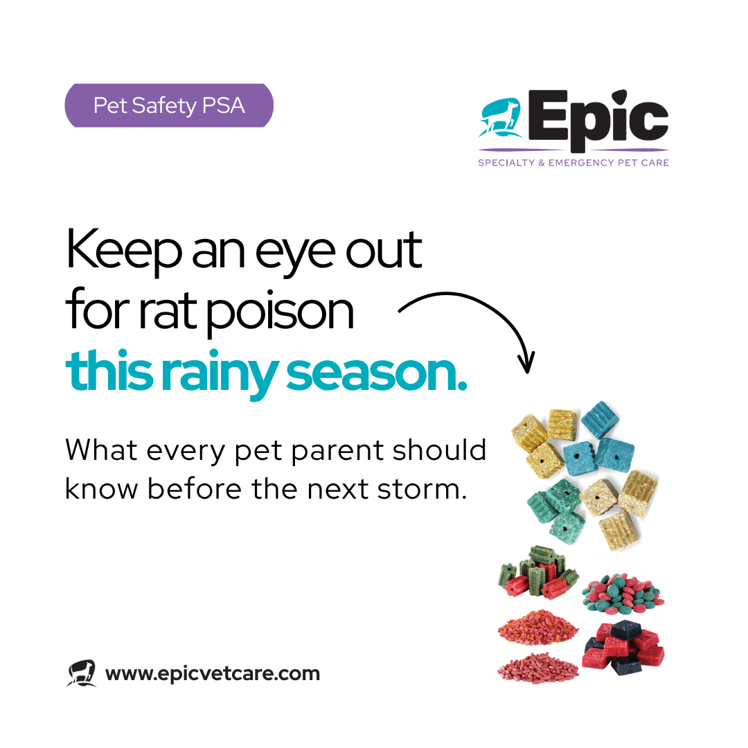 Pet safety PSA with text warning about rat poison dangers during rainy season. Image shows various colored rodent poison blocks and pellets. Logo: Epic Specialty & Emergency Pet Care. Website: www.epicvetcare.com.